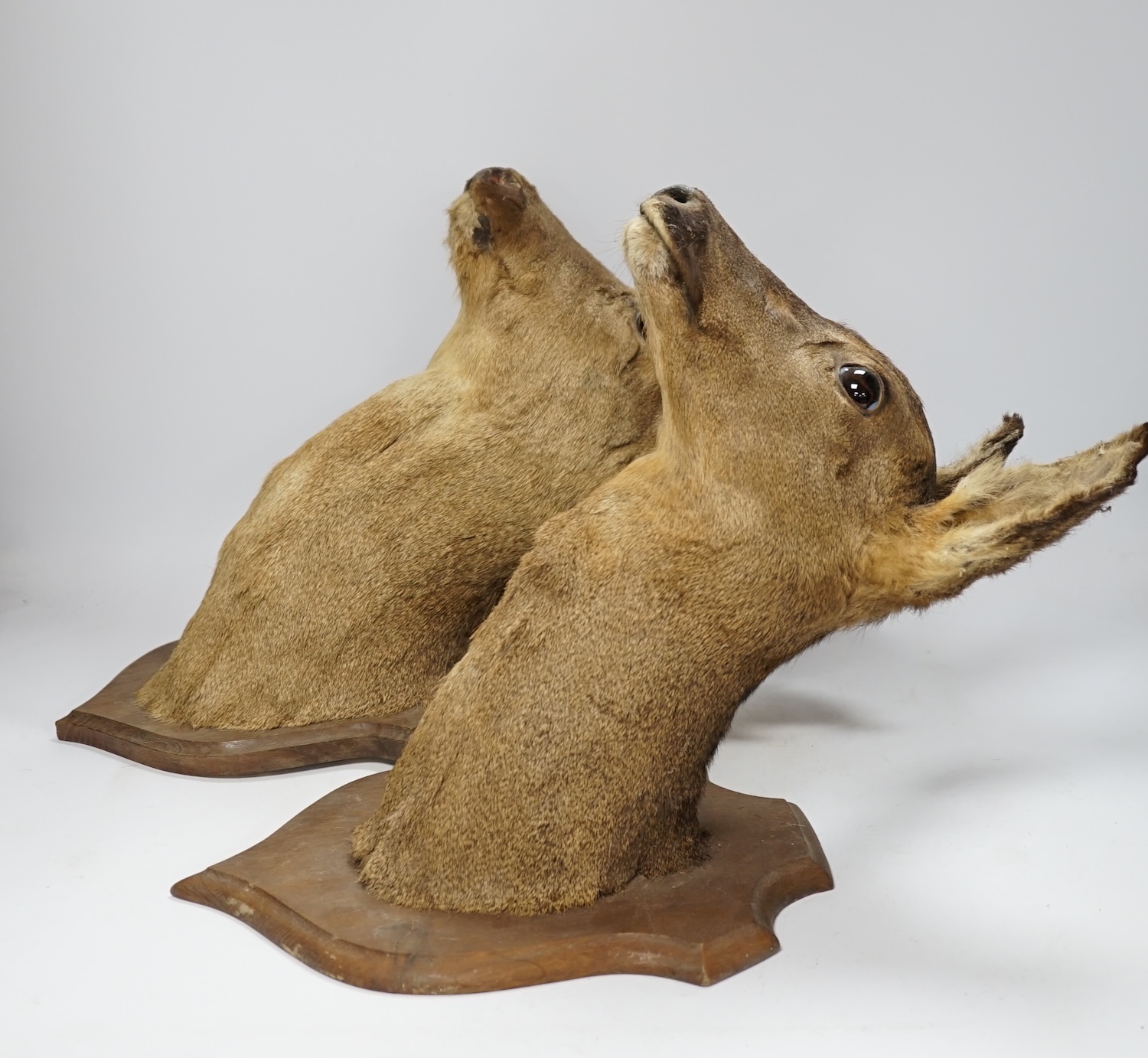 Two taxidermy mounted deer's heads, approximately 40cm high. Condition - fair